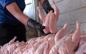 هر گونه افزایش قیمت مرغ در استان‌های مجاور بازار توزیع تهران را مختل می کند