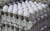 هدفگذاری صادرات ۱۵۰ هزار تن تخم مرغ در سال ۱۴۰۳